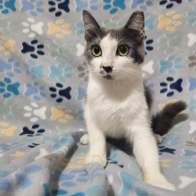 An adult medium-sized female Gray / Blue / Silver Domestic Short Hair cat named Celeste for adoption in Traverse City, MI