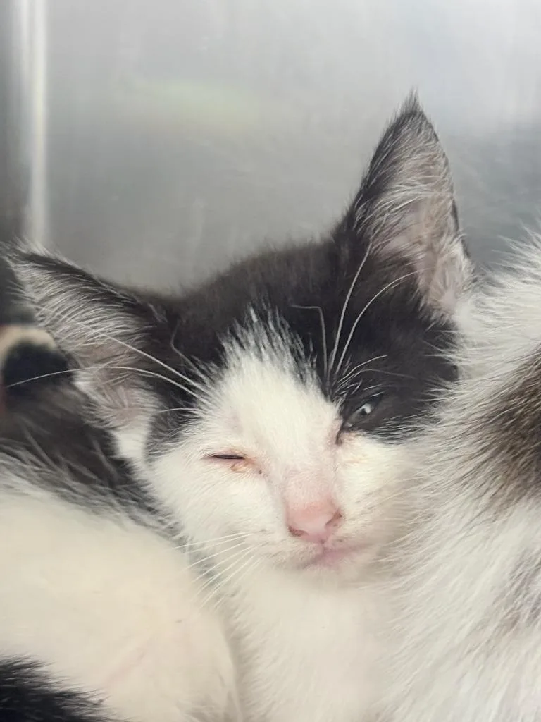 A baby small-sized female Domestic Short Hair cat named Bruna for adoption in Richland Hills, TX