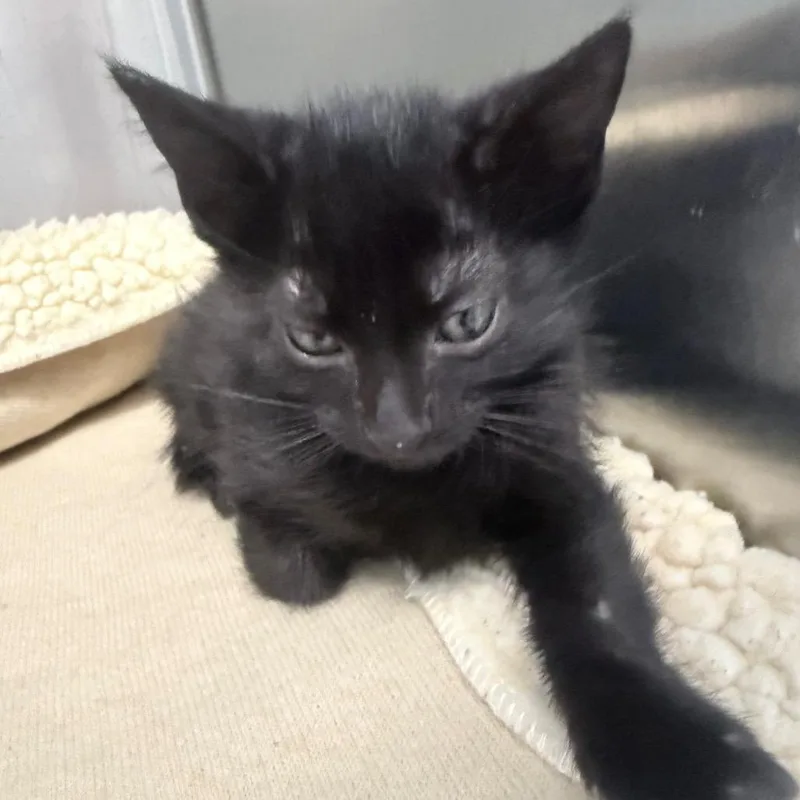 A baby small-sized male Black Domestic Short Hair cat named Omni for adoption in Jupiter, FL