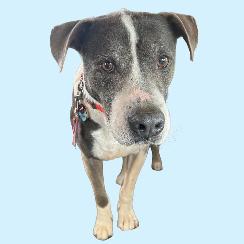 A senior medium-sized female Mixed Breed dog named Maggie for adoption in Bardstown, KY