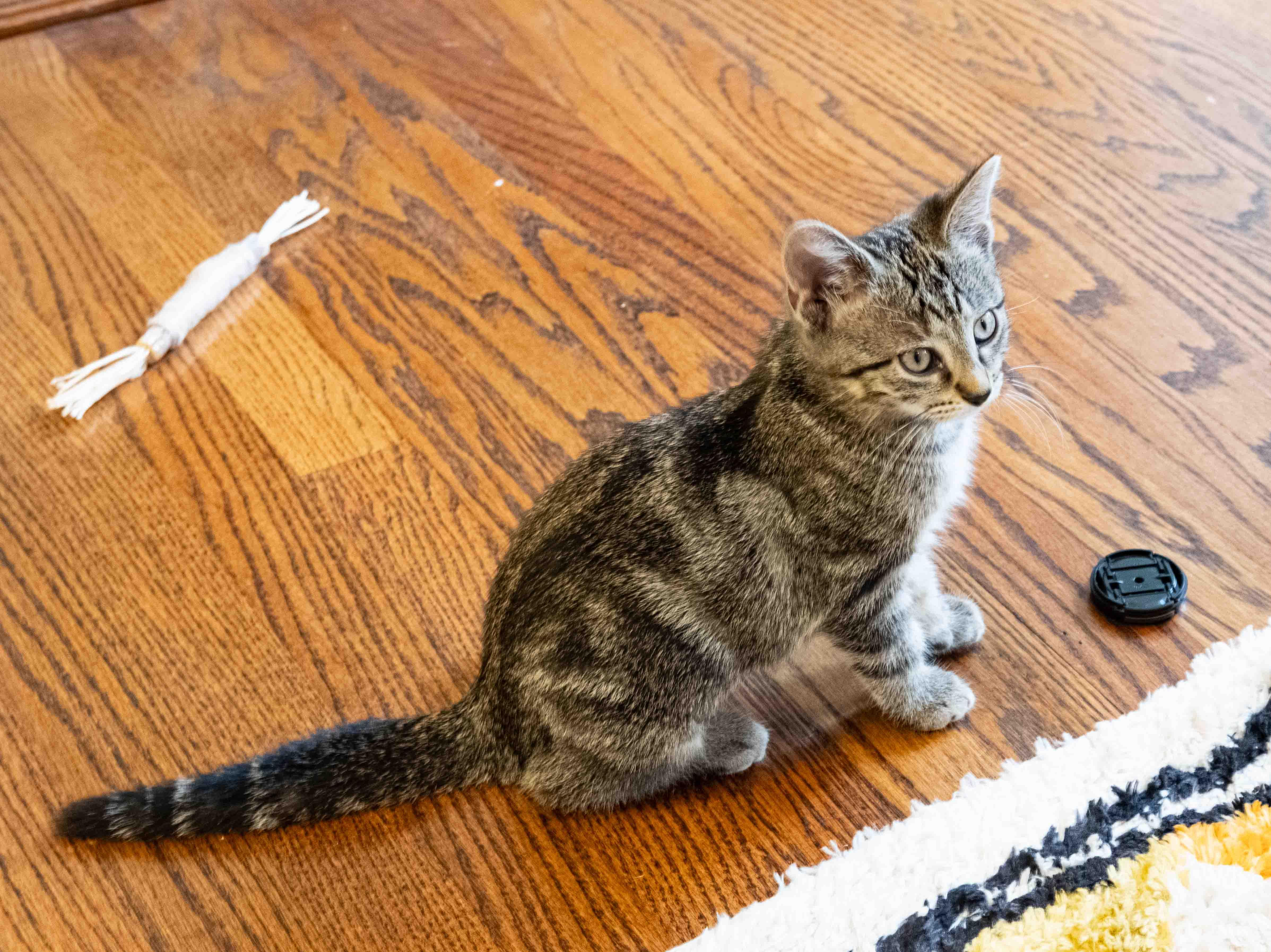 A baby medium-sized female Domestic Short Hair cat named Pinecone for adoption in Evanston, IL