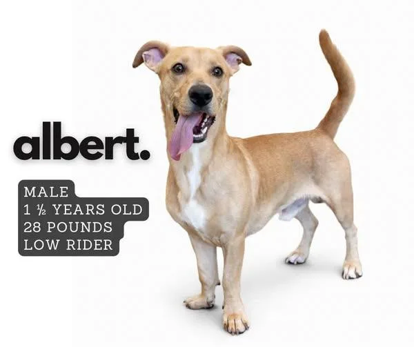 Albert