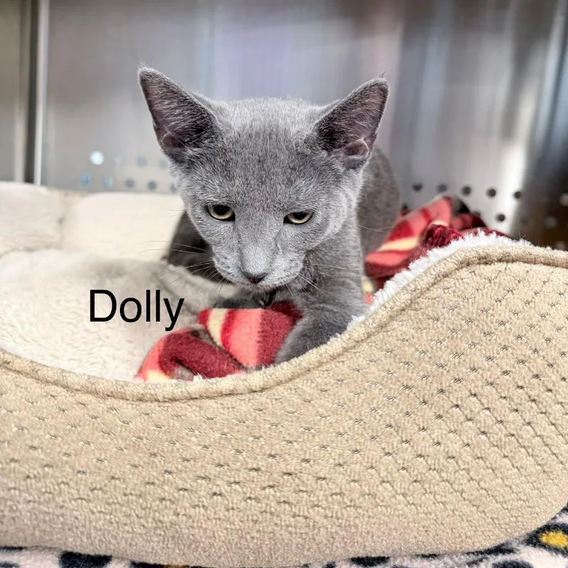 A baby small-sized female Gray / Blue / Silver Domestic Short Hair cat named Dolly for adoption in Knoxville, TN