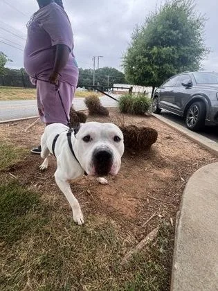 An adult large-sized male Mixed Breed dog named Pacman for adoption in Chamblee, GA