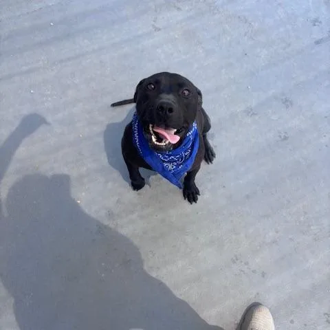 An adult medium-sized male Black Pit Bull Terrier dog named Drako for adoption in Morganton, NC