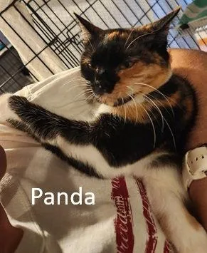 Panda thumbnail 2