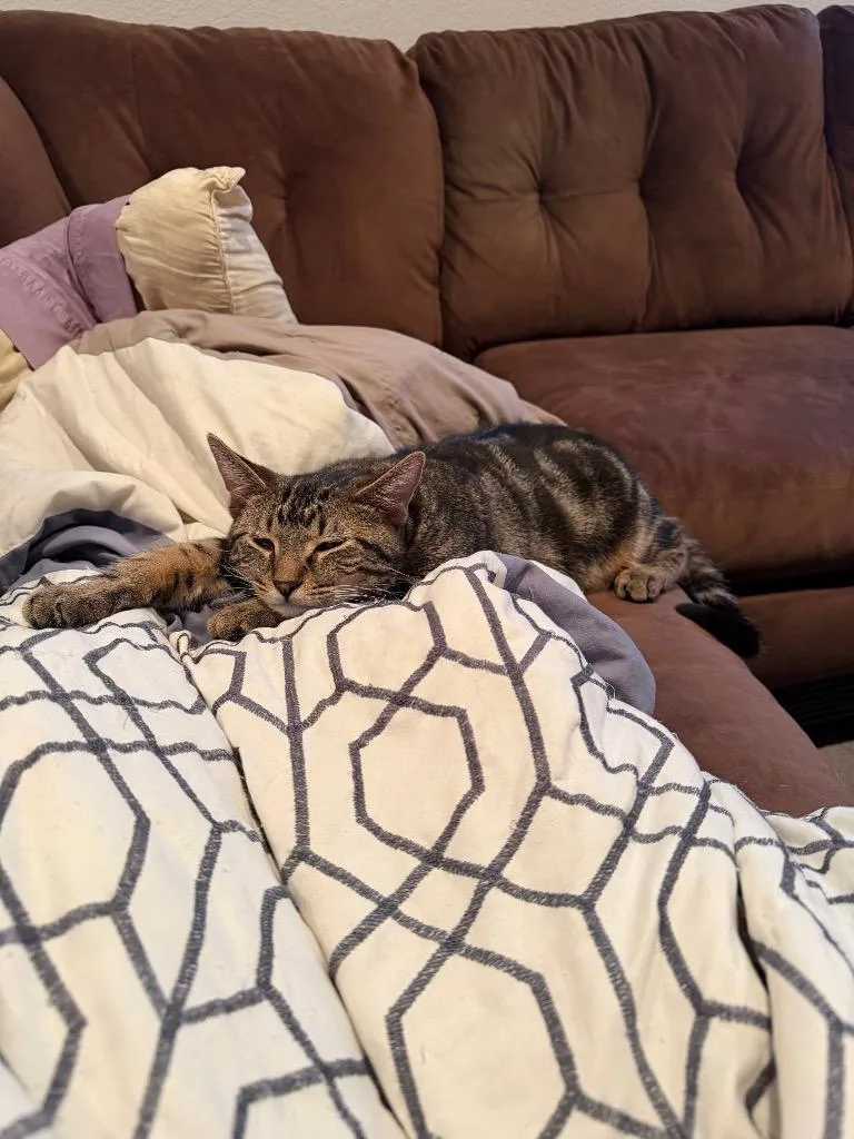 A baby medium-sized male Domestic Short Hair cat named Benjin for adoption in Fort Lupton, CO