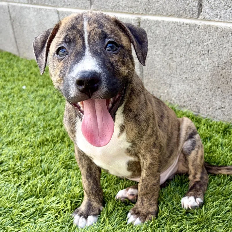 A baby small-sized male Brindle Pit Bull Terrier dog named Cortland for adoption in Chandler, AZ