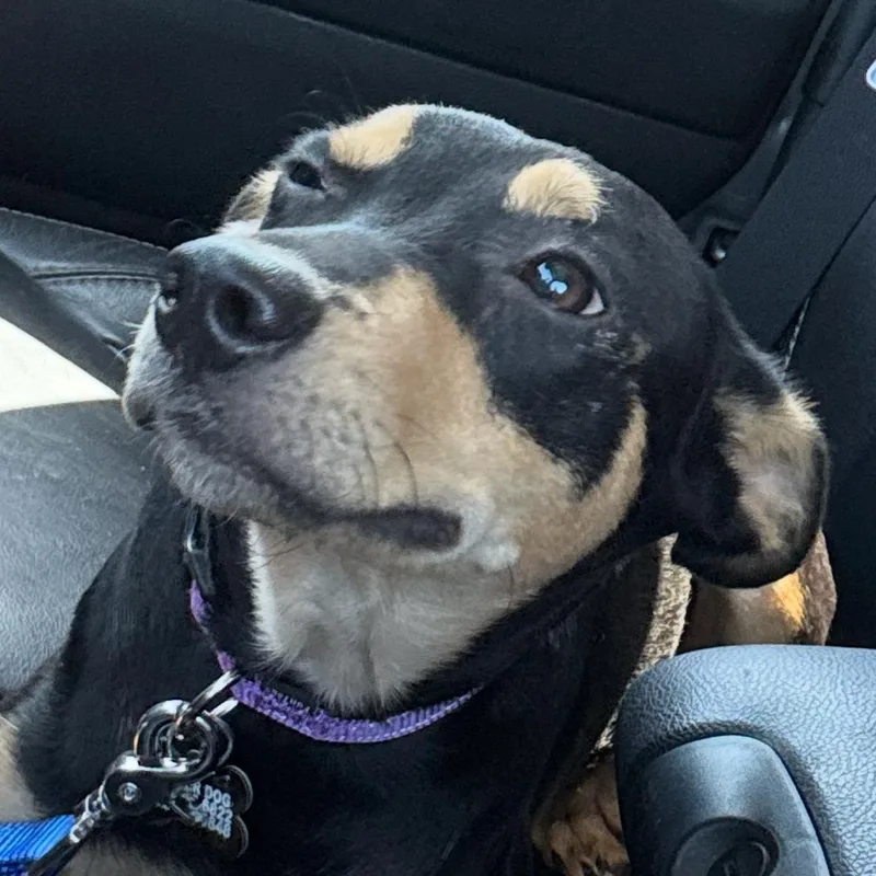 A baby medium-sized male Miniature Pinscher dog named Max for adoption in Austin, TX