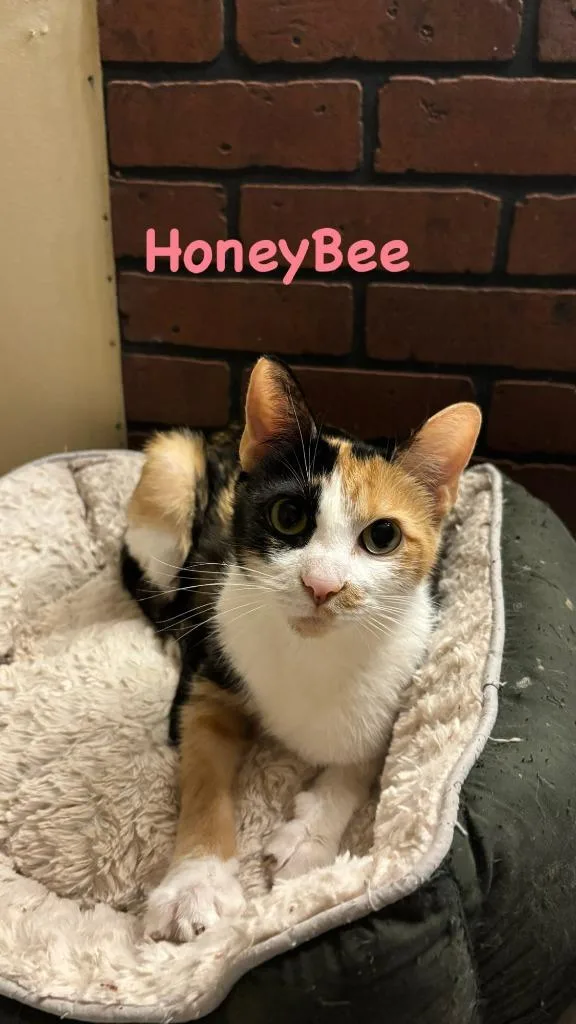 A young small-sized female Domestic Short Hair cat named Honeybee for adoption in Hillsboro, OH