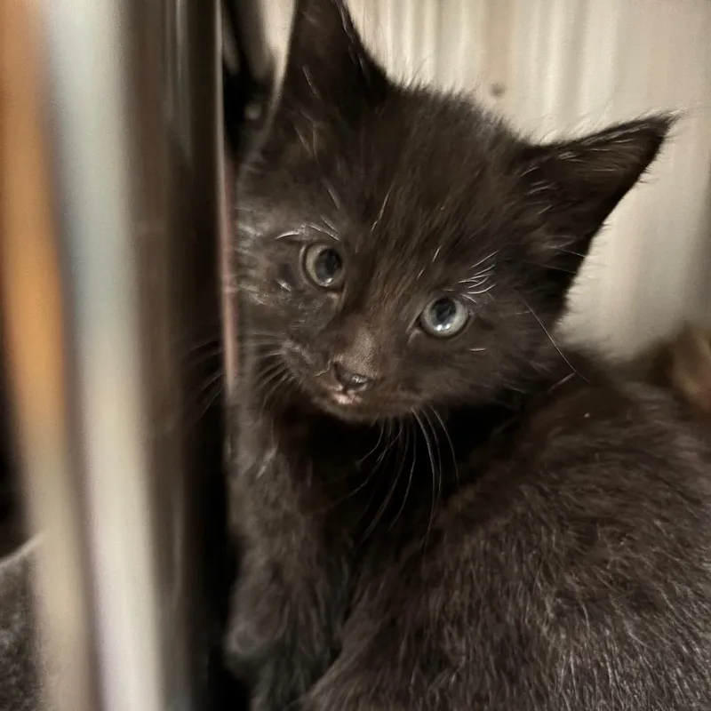 A baby small-sized male Black Domestic Short Hair cat named Sprout for adoption in Smithville, TN
