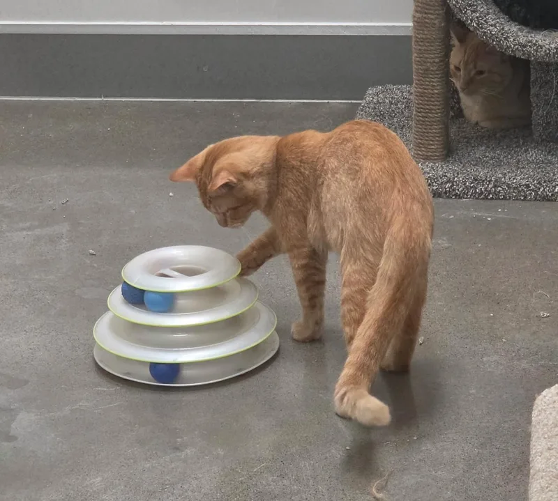 A young large-sized male Domestic Short Hair cat named Archie for adoption in Pocatello, ID