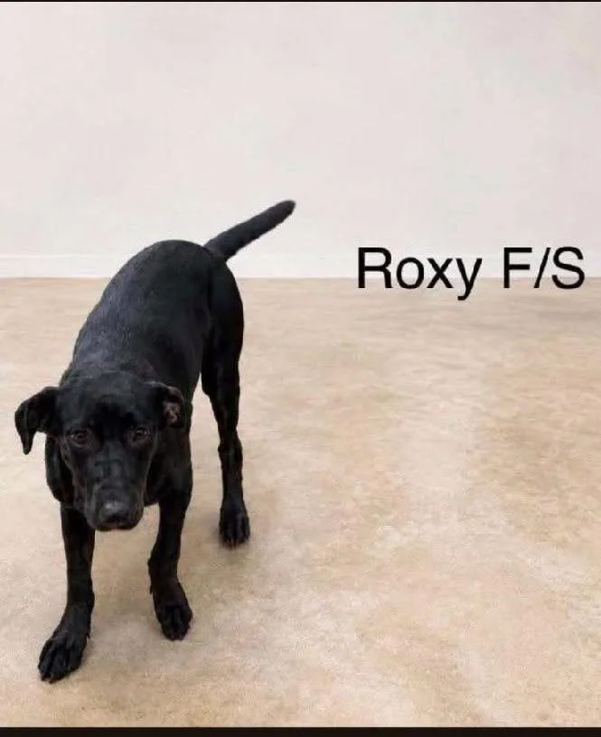 An adult medium-sized female Black Labrador Retriever dog named Roxy  arriving  for adoption in Chardon, OH