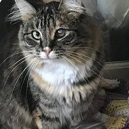 An adult small-sized female Domestic Long Hair cat named Fetti for adoption in Greensburg, PA