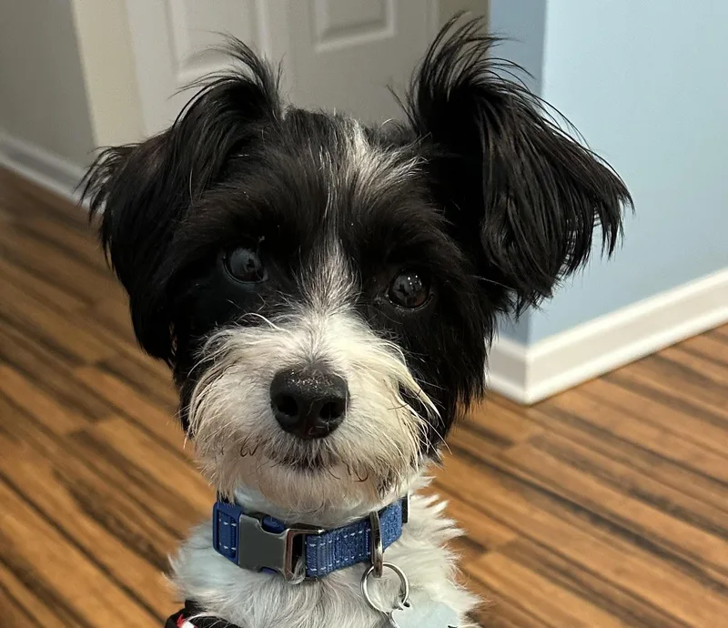 Enzo