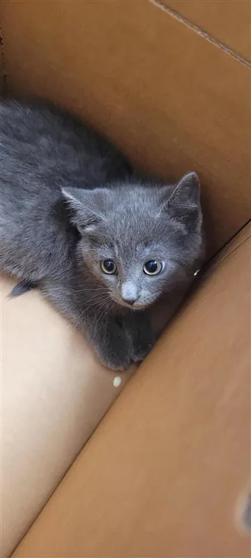 A baby small-sized male Domestic Short Hair cat named Clam Basket for adoption in West Chester, PA