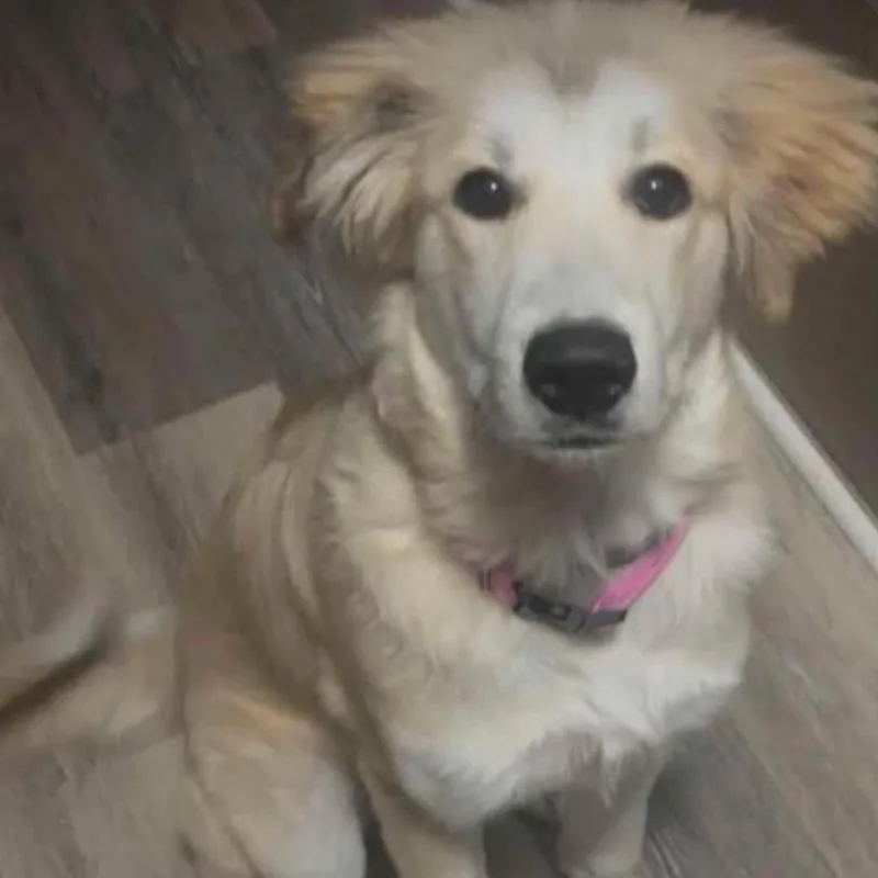 A young medium-sized female Golden Retriever dog named Dolly for adoption in Raeford, NC