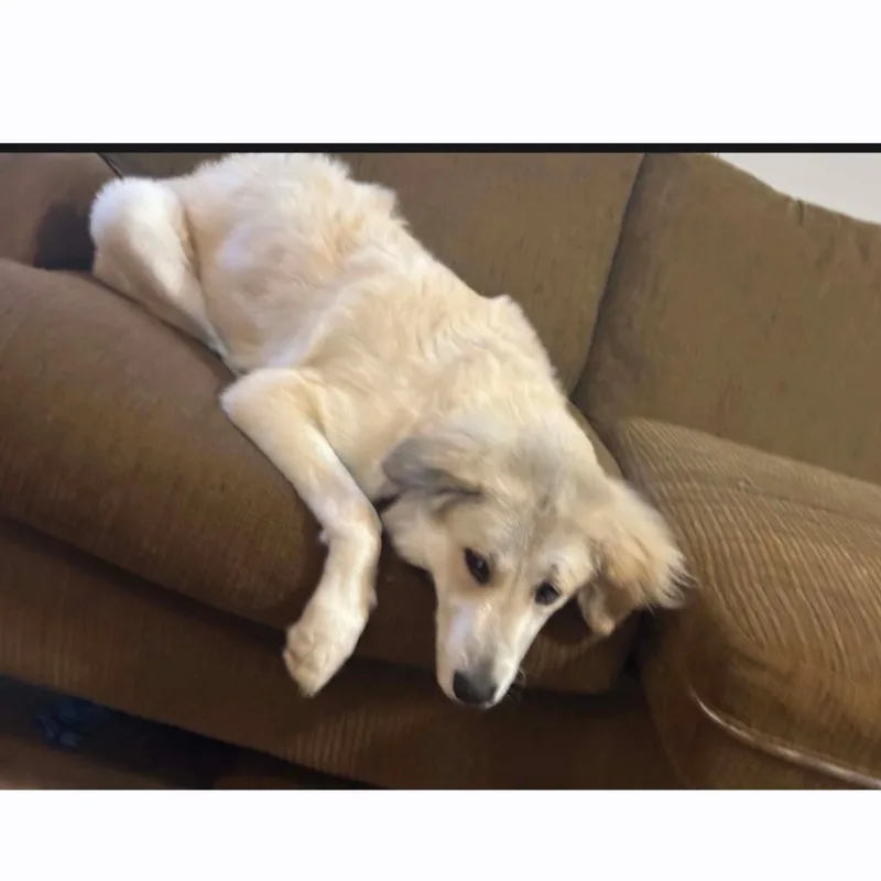 Dolly thumbnail 2