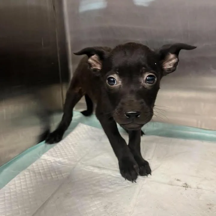 A baby small-sized female Black Mixed Breed dog named Ferrari for adoption in Alexandria, VA