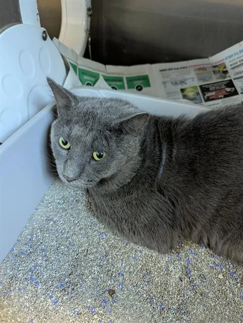 A young small-sized male Domestic Short Hair cat named Joe for adoption in Brunswick, GA