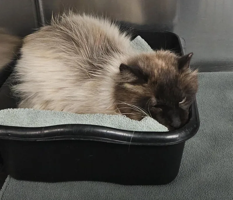 Frappicino thumbnail 2