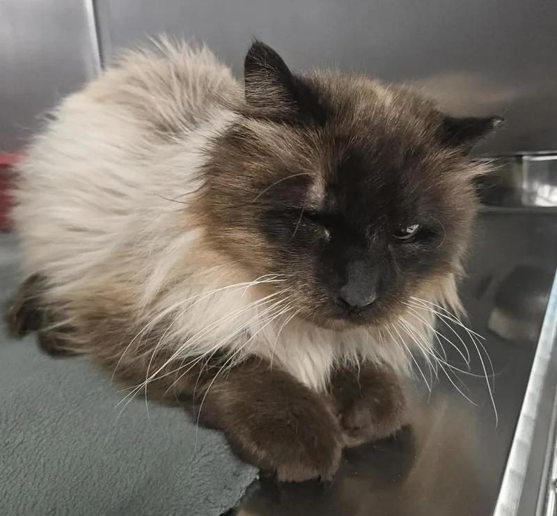 Frappicino thumbnail 3