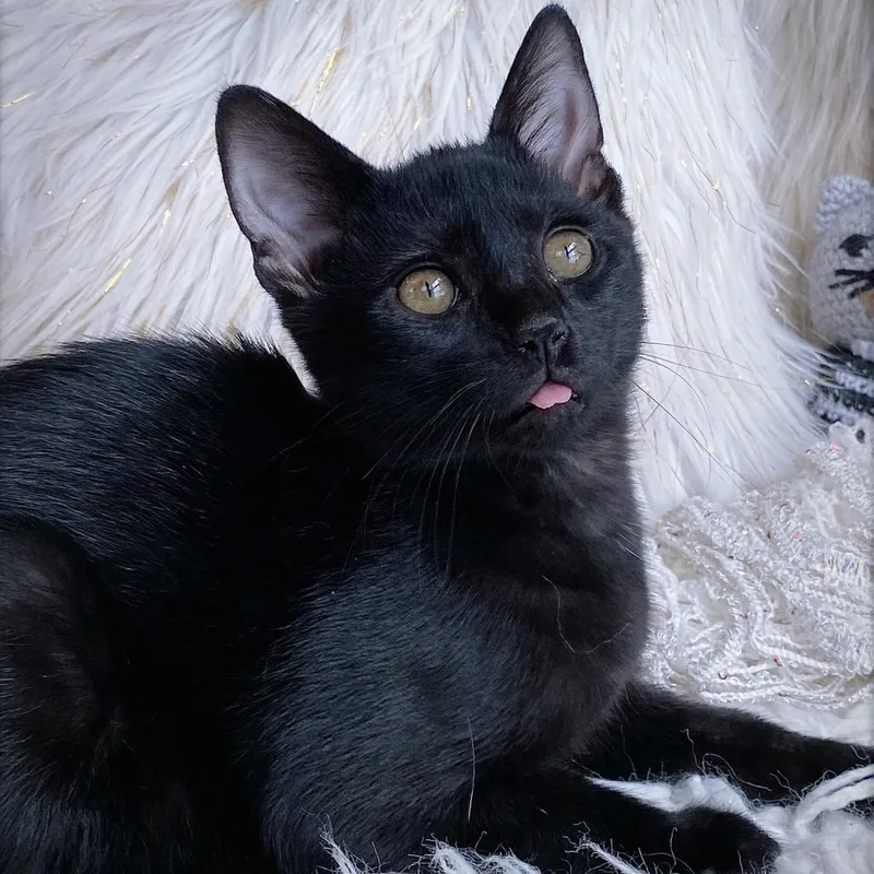 A baby small-sized female Black Domestic Short Hair cat named Sasha for adoption in Huntsville, AL