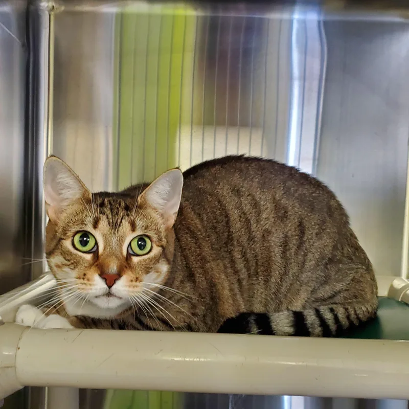 An adult large-sized female Tabby (Brown / Chocolate) Domestic Short Hair cat named Majita for adoption in Jersey city, NJ