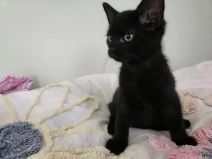 A baby small-sized male Domestic Short Hair cat named Crow for adoption in Wilkesboro, NC