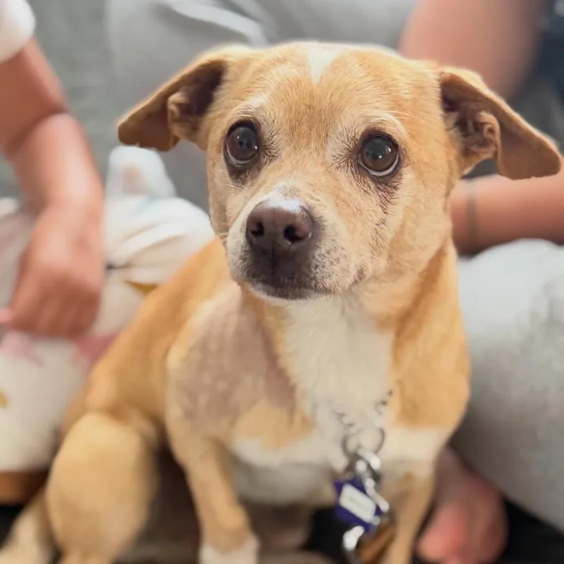 An adult small-sized male Yellow / Tan / Blond / Fawn Chihuahua dog named Bruce for adoption in San Francisco, CA