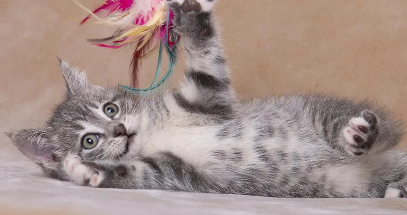 A baby medium-sized female Tabby (Gray / Blue / Silver) Domestic Medium Hair cat named Mercy for adoption in Chicago, IL