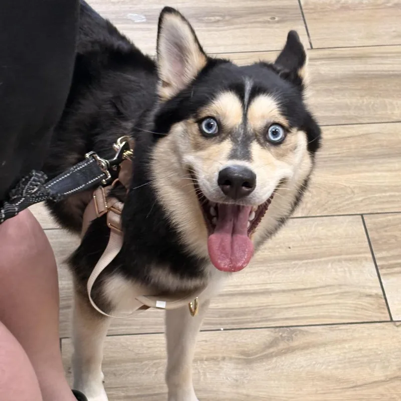 A young medium-sized male Black Husky dog named Miso for adoption in Newark, NJ
