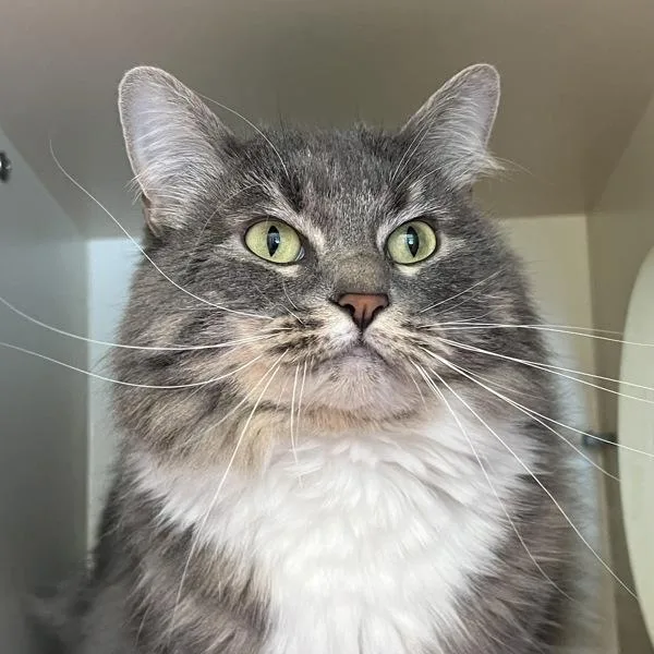 An adult medium-sized female Domestic Long Hair cat named Willow The Cat for adoption in Silverdale, WA