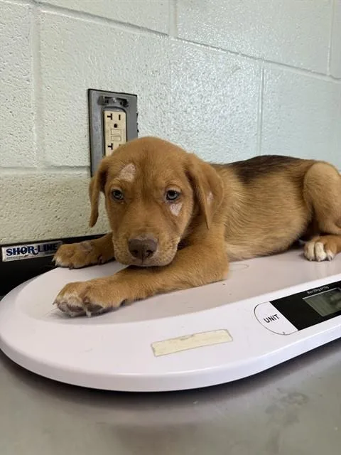 A baby small-sized male German Shepherd Dog dog named Pixel for adoption in Corpus Christi, TX