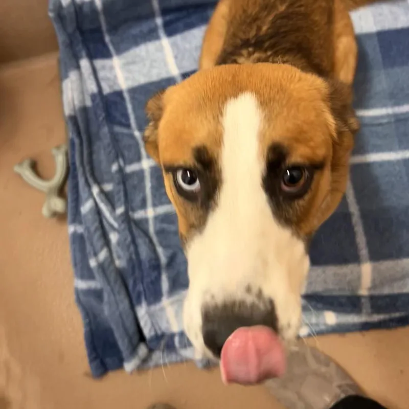 Sugar Cookie