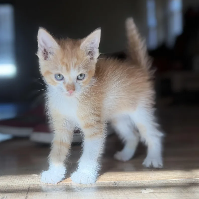 A baby small-sized male Orange & White Tabby cat named Blathers for adoption in Marfa, TX