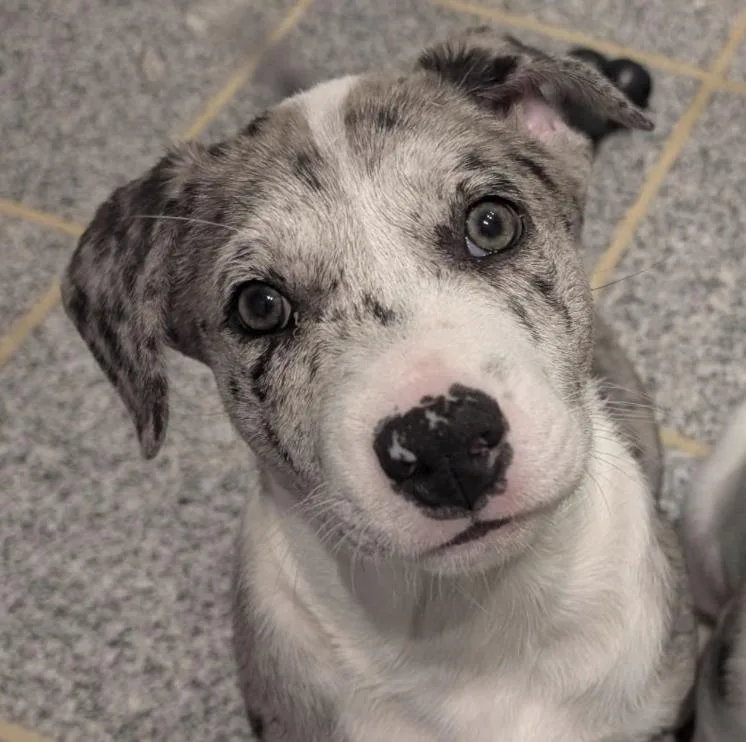 A baby medium-sized male Merle (Blue) Catahoula Leopard Dog dog named Travis for adoption in Naperville, IL