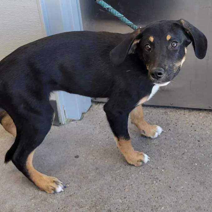 A young small-sized female Black Mixed Breed dog named Yin for adoption in Las Cruces, NM