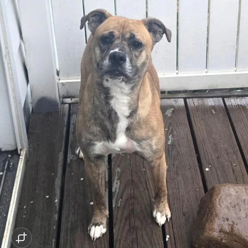 An adult medium-sized female Brindle Pit Bull Terrier dog named Shug for adoption in Lima, OH