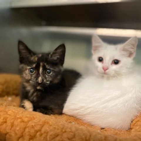 A baby small-sized female White Domestic Short Hair cat named Laurel for adoption in Dayton, OH