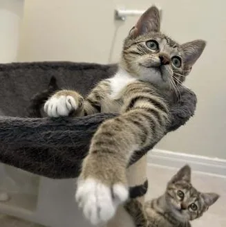 Pepper thumbnail 2