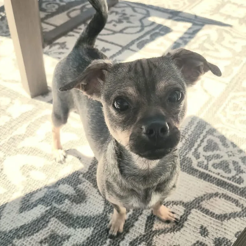 Ms. Loving Eve thumbnail 5