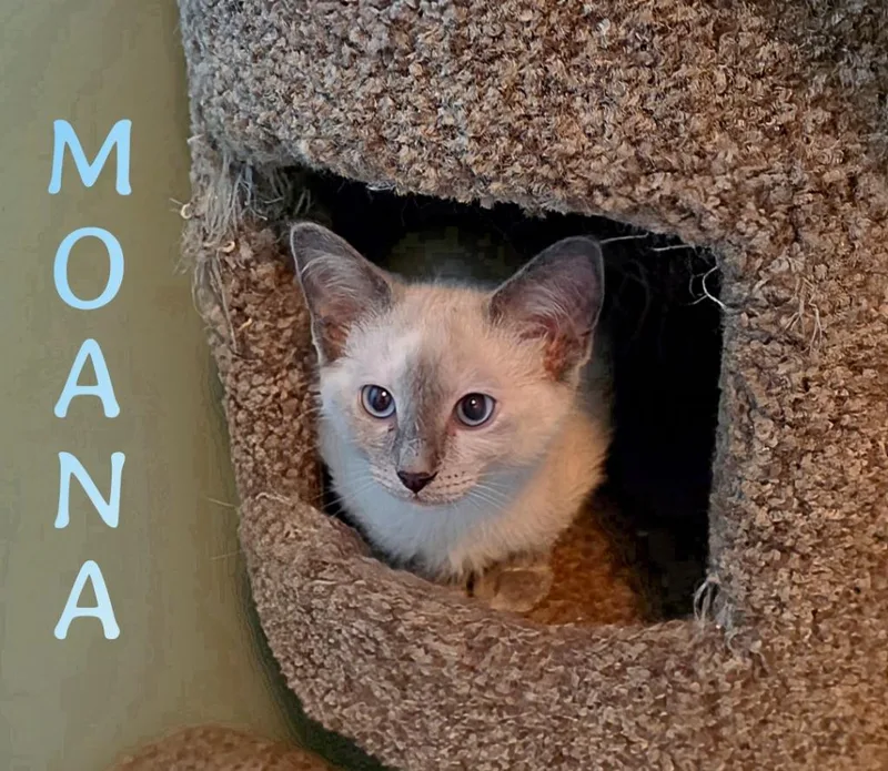 Moana