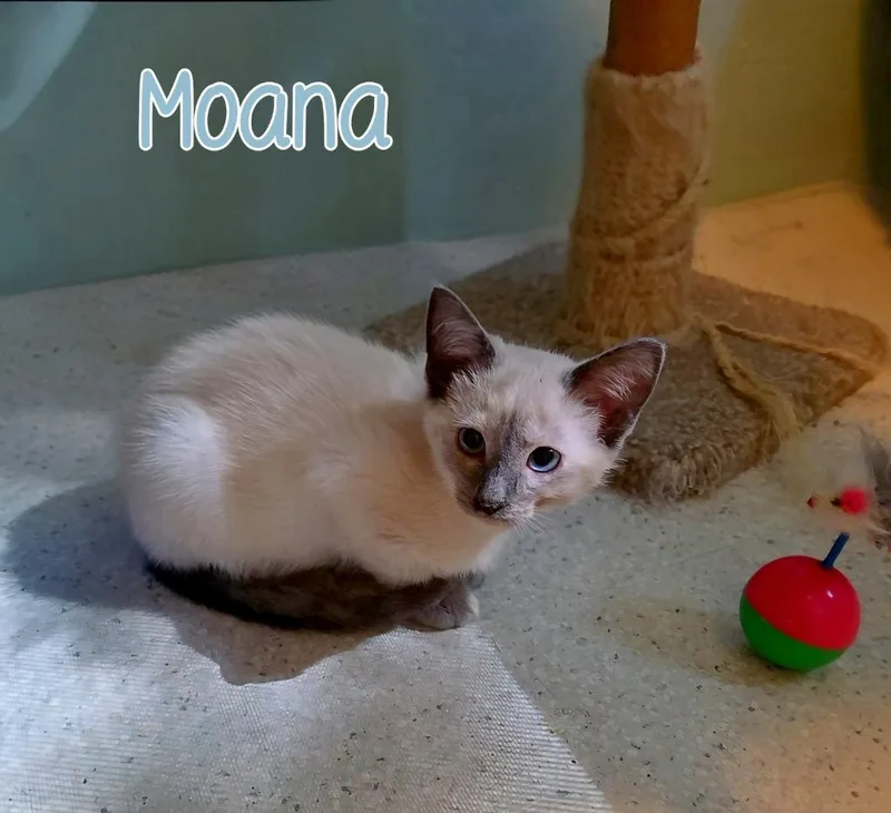 Moana thumbnail 4