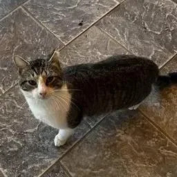 An adult large-sized male American Shorthair cat named Mr. Friendly for adoption in Deerfield, IL
