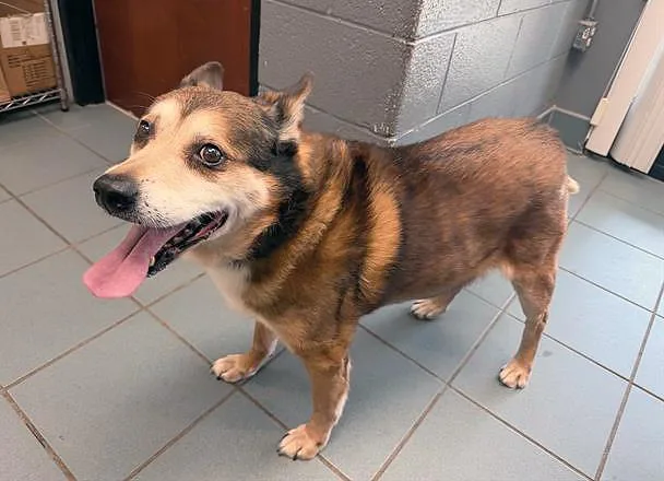 A senior medium-sized male Black Mixed Breed dog named Tanuki for adoption in Nashville, TN