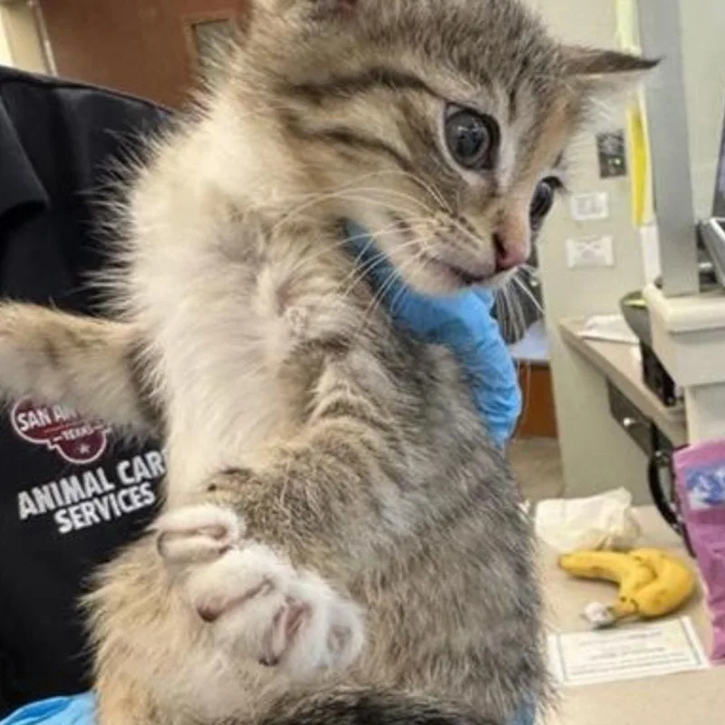 A baby small-sized female Gray / Blue / Silver Domestic Short Hair cat named Saphire for adoption in San Antonio, TX