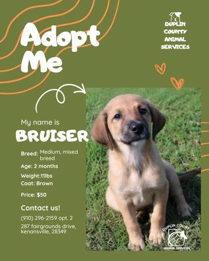 A baby medium-sized male Mixed Breed dog named Bruiser for adoption in Kenansville, NC