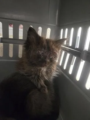 A baby small-sized male Domestic Medium Hair cat named Fezzik for adoption in Westland, MI