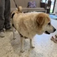 A senior large-sized female Australian Cattle Dog / Blue Heeler dog named Abby for adoption in Oklahoma City, OK